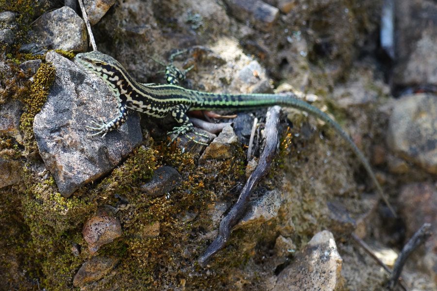 Coppia di lucertole da confermare (o identificare)